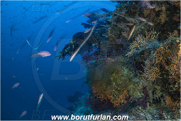 Island Susac, Croatia, Adriatic sea, Mediterranean sea, Fish, Fish school, Reef, Very long exposure