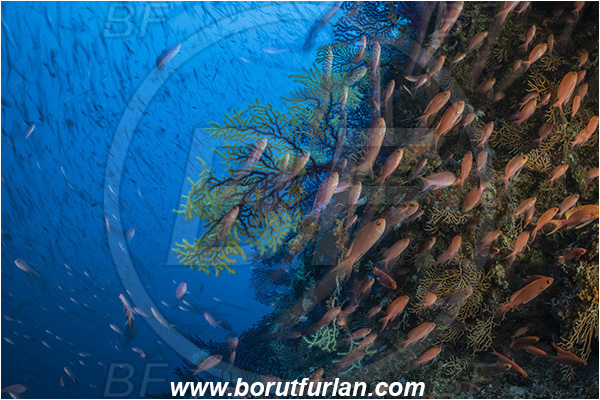 Island Susac, Croatia, Adriatic sea, Mediterranean sea, Anthias anthias, Anthias, Serranidae, Swallowtail seaperch, Seaperch, Fish, Fish school, Reef, Very long exposure