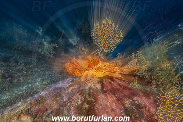 Island Susac, Croatia, Adriatic sea, Mediterranean sea, Reef, Scorpaena scrofa, Scorpaena, Scorpaenidae, Great red scorpionfish, Scorpionfish, Fish, Long exposure, Zoom, Zooming during exposure