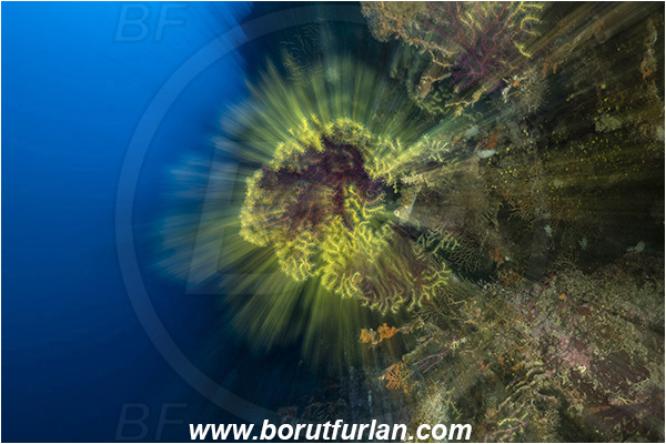 Island Susac, Croatia, Adriatic sea, Mediterranean sea, Paramuricea clavata, Paramuricea, Plexauridae, Mediterranean gorgonian, Sea fan, Coral, Cnidaria, Cnidarian, Reef, Long exposure, Zoom, Zooming during exposure