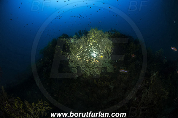 Island Susac, Croatia, Adriatic sea, Mediterranean sea, Savalia savaglia, Savalia, Parazoanthidae, Mediterranean Gold Coral, False Mediterranean Black Coral, Sea fan, Coral, Cnidaria, Cnidarian, Reef, Backlight, Backlit