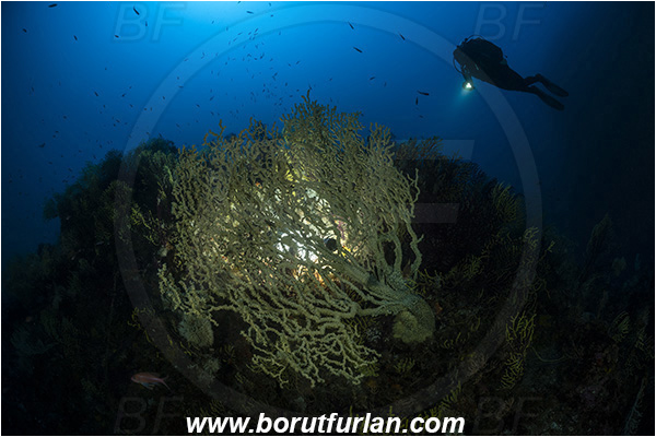 Island Susac, Croatia, Adriatic sea, Mediterranean sea, Savalia savaglia, Savalia, Parazoanthidae, Mediterranean Gold Coral, False Mediterranean Black Coral, Sea fan, Coral, Cnidaria, Cnidarian, Reef, Backlight, Backlit, Diver