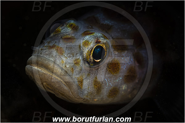Island Korcula, Croatia, Adriatic sea, Mediterranean sea, Thorogobius ephippiatus, Thorogobius, Gobiidae, Leopard-spotted goby, Goby, Fish, Portrait, Spotlight, Spot illuminated