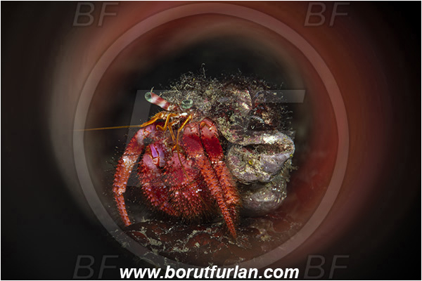 Island Korcula, Croatia, Adriatic sea, Mediterranean sea, Dardanus calidus, Dardanus, Diogenidae, Crustacea, Crustacean, Red hermit crab, Hermit crab, Crab, Swirl, View through reflective tube, Abstract reflection