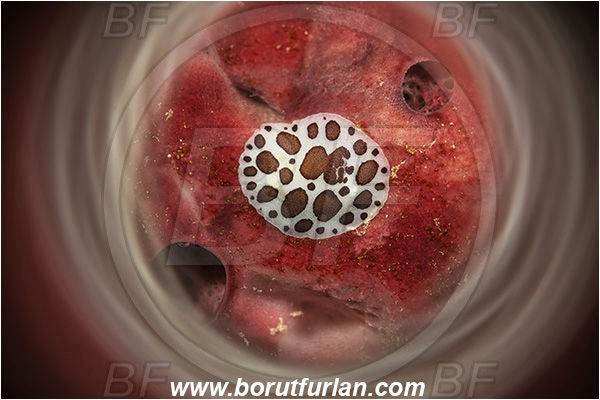 Island Korcula, Croatia, Adriatic sea, Mediterranean sea, Peltodoris atromaculata, Peltodoris, Discodorididae, Dotted sea slug, Nudibranch, Sea slug, Gastropoda, Mollusca, Swirl, View through reflective tube, Abstract reflection