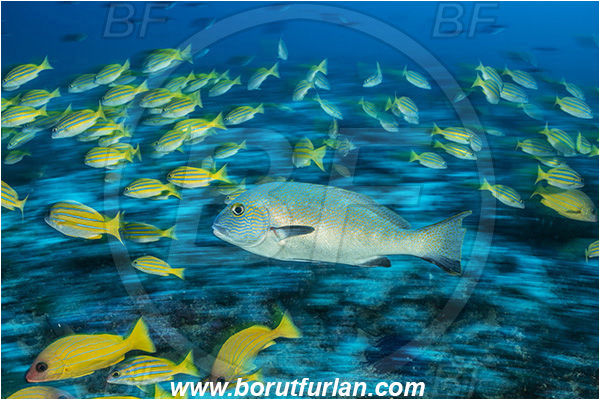 Ponta do Ouro, Mozambique, Indian ocean, Plectorhinchus flavomaculatus, Plectorhinchus, Haemulidae, Goldspotted sweetlips, Sweetlips, Lutjanus kasmira, Lutjanus, Lutjanidae, Bluestripe snapper, Snapper, Fish, Fish school, Reef, Long exposure, Panning