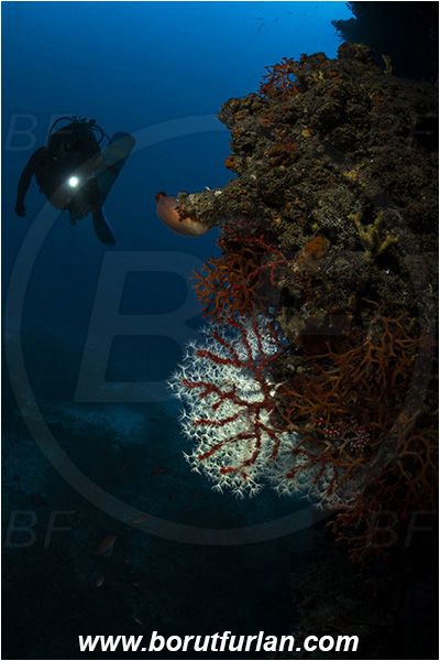 Island Bisevo, Croatia, Adriatic sea, Mediterranean sea, Corallium rubrum, Corallium, Coralliidae, Precious Coral, Red coral, Coral, Anthozoa, Cnidaria, Cnidarian, Reef, Backlight, Backlit, Diver