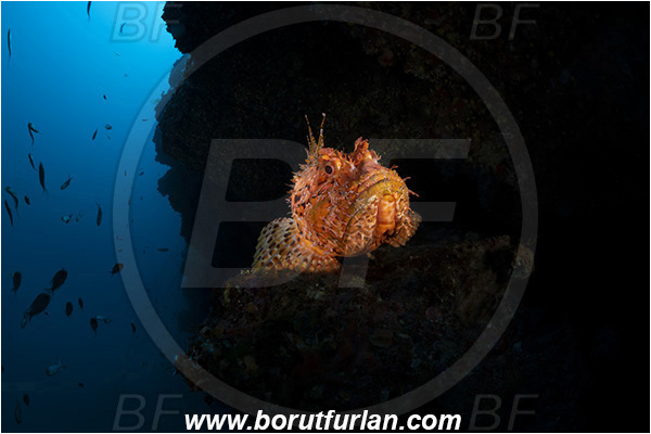 Island Bisevo, Croatia, Adriatic sea, Mediterranean sea, Scorpaena scrofa, Scorpaena, Scorpaenidae, Great red scorpionfish, Scorpionfish, Fish, Portrait, Reef, Spotlight, Spot illuminated