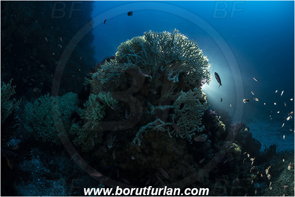Island Svetac, Croatia, Adriatic sea, Mediterranean sea, Savalia savaglia, Savalia, Parazoanthidae, Mediterranean Gold Coral, False Mediterranean Black Coral, Sea fan, Coral, Cnidaria, Cnidarian, Reef, Backlight, Backlit