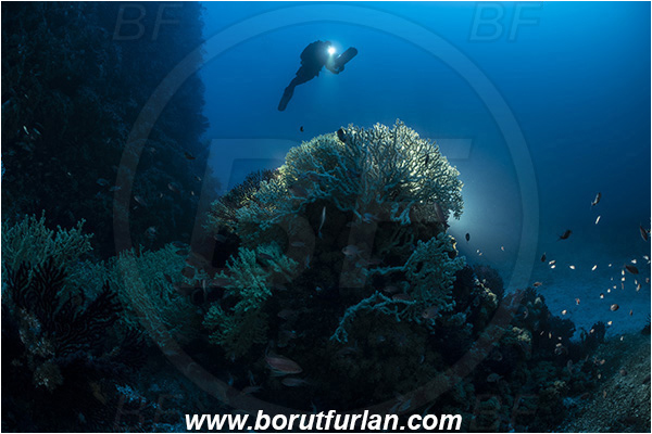 Island Svetac, Croatia, Adriatic sea, Mediterranean sea, Savalia savaglia, Savalia, Parazoanthidae, Mediterranean Gold Coral, False Mediterranean Black Coral, Sea fan, Coral, Cnidaria, Cnidarian, Reef, Backlight, Backlit, Diver, Underwater scooter