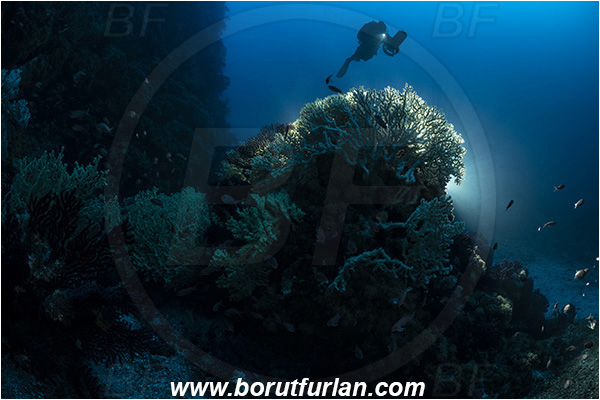 Island Svetac, Croatia, Adriatic sea, Mediterranean sea, Savalia savaglia, Savalia, Parazoanthidae, Mediterranean Gold Coral, False Mediterranean Black Coral, Sea fan, Coral, Cnidaria, Cnidarian, Reef, Backlight, Backlit, Diver, Underwater scooter