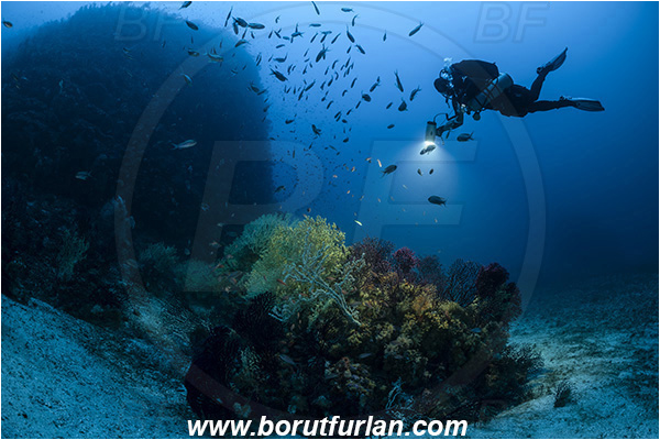 Island Svetac, Croatia, Adriatic sea, Mediterranean sea, Savalia savaglia, Savalia, Parazoanthidae, Mediterranean Gold Coral, False Mediterranean Black Coral, Sea fan, Coral, Cnidaria, Cnidarian, Reef, Spotlight, Spot illuminated, Diver