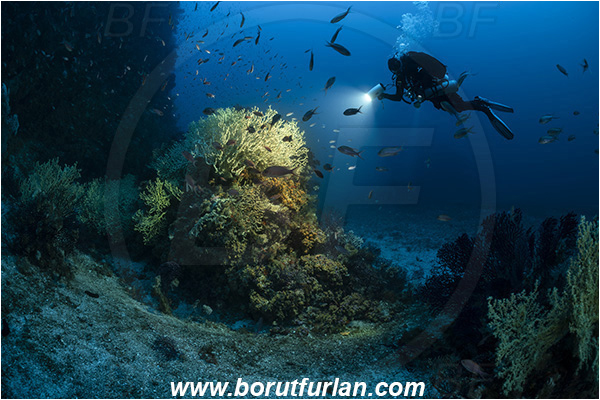 Island Svetac, Croatia, Adriatic sea, Mediterranean sea, Savalia savaglia, Savalia, Parazoanthidae, Mediterranean Gold Coral, False Mediterranean Black Coral, Sea fan, Coral, Cnidaria, Cnidarian, Reef, Spotlight, Spot illuminated, Diver