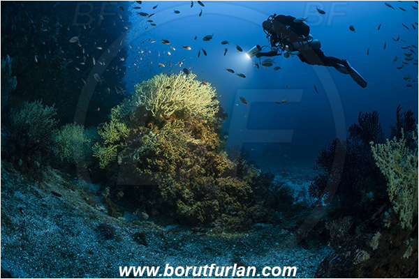 Island Svetac, Croatia, Adriatic sea, Mediterranean sea, Savalia savaglia, Savalia, Parazoanthidae, Mediterranean Gold Coral, False Mediterranean Black Coral, Sea fan, Coral, Cnidaria, Cnidarian, Reef, Spotlight, Spot illuminated, Diver