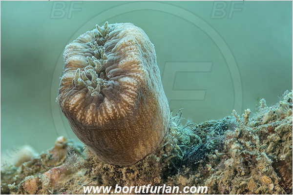 Piran, Slovenia, Adriatic sea, Mediterranean sea, Balanophyllia italica, Balanophyllia, Dendrophylliidae, Cup coral, Coral, Anthozoa, Cnidaria, Cnidarian, Focus stacking
