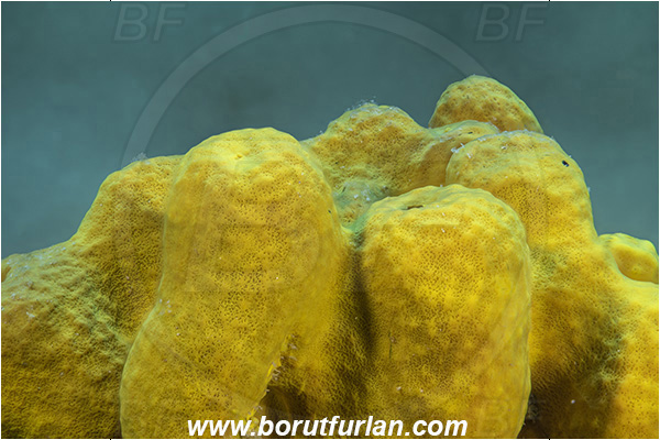 Piran, Slovenia, Adriatic sea, Mediterranean sea, Aplysina aerophoba, Aplysina, Aplysinidae, Yellow Tube Sponge, Golden Sponge, Sponge, Porifera, Focus stacking, Abstract