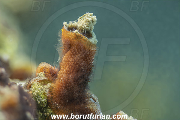 Piran, Slovenia, Adriatic sea, Mediterranean sea, Schizobrachiella sanguinea, Schizobrachiella, Schizoporellidae, Red encrusting bryozoan, Bryozoa, Bryozoan, Focus stacking