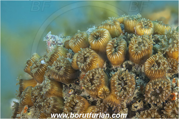 Piran, Slovenia, Adriatic sea, Mediterranean sea, Cladocora caespitosa, Cladocora, Family: Scleractinia incertae sedis, Mediterranean pillow coral, Coral, Anthozoa, Cnidaria, Cnidarian, Focus stacking