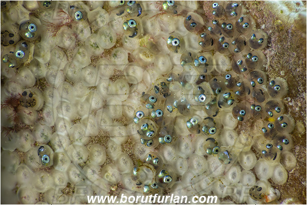Fiesa, Slovenia, Adriatic sea, Mediterranean sea, Parablennius gattorugine, Parablennius, Blenniidae, Tompot blenny, Blenny, Fish, Eggs, Focus stacking