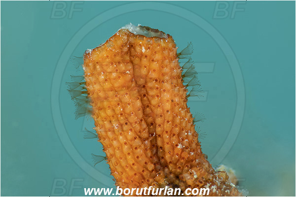 Fiesa, Slovenia, Adriatic sea, Mediterranean sea, Schizobrachiella sanguinea, Schizobrachiella, Schizoporellidae, Red encrusting bryozoan, Bryozoa, Bryozoan, Focus stacking
