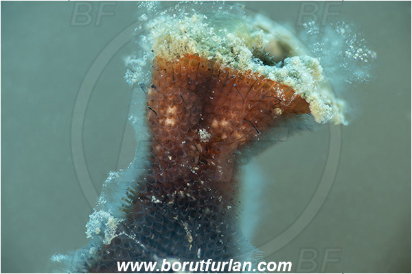 Fiesa, Slovenia, Adriatic sea, Mediterranean sea, Schizobrachiella sanguinea, Schizobrachiella, Schizoporellidae, Red encrusting bryozoan, Bryozoa, Bryozoan, Focus stacking