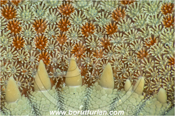 Fiesa, Slovenia, Adriatic sea, Mediterranean sea, Astropecten aranciacus, Astropecten, Astropectinidae, Orange comb starfish, Strafish, Asteroidea, Echinodermata, Echinoderm, Focus stacking, Abstract