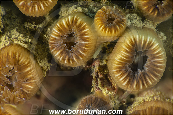 Fiesa, Slovenia, Adriatic sea, Mediterranean sea, Cladocora caespitosa, Cladocora, Family: Scleractinia incertae sedis, Mediterranean pillow coral, Coral, Anthozoa, Cnidaria, Cnidarian, Focus stacking, Abstract