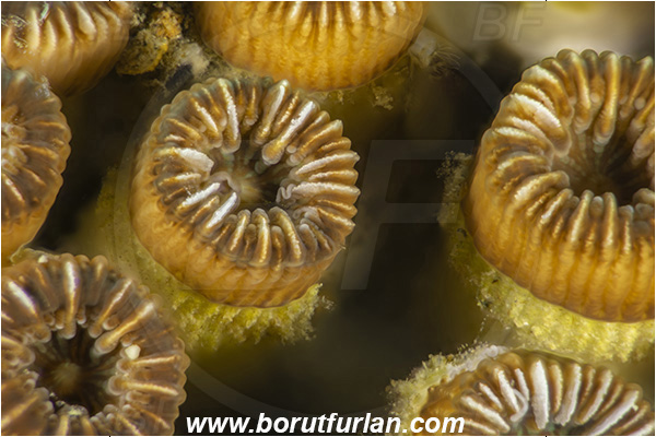 Fiesa, Slovenia, Adriatic sea, Mediterranean sea, Cladocora caespitosa, Cladocora, Family: Scleractinia incertae sedis, Mediterranean pillow coral, Coral, Anthozoa, Cnidaria, Cnidarian, Focus stacking, Abstract