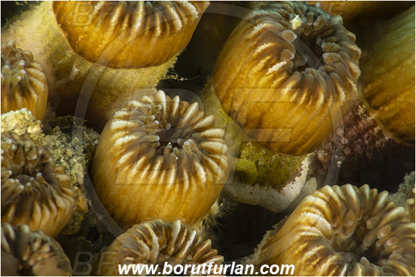 Fiesa, Slovenia, Adriatic sea, Mediterranean sea, Cladocora caespitosa, Cladocora, Family: Scleractinia incertae sedis, Mediterranean pillow coral, Coral, Anthozoa, Cnidaria, Cnidarian, Focus stacking, Abstract