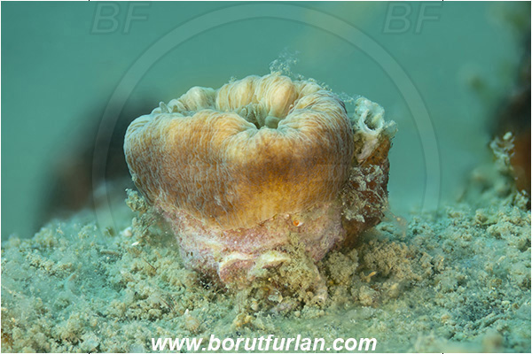 Fiesa, Slovenia, Adriatic sea, Mediterranean sea, Balanophyllia italica, Balanophyllia, Dendrophylliidae, Cup coral, Coral, Anthozoa, Cnidaria, Cnidarian, Focus stacking
