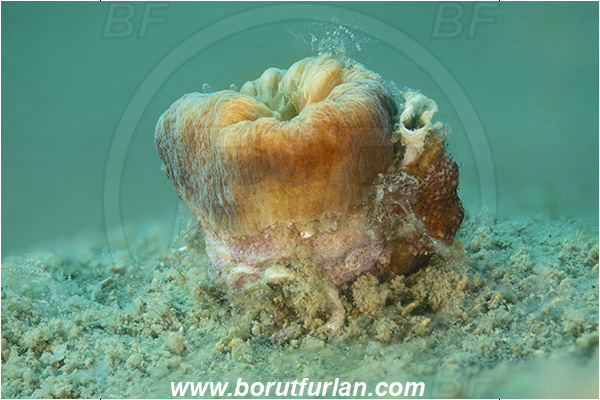 Fiesa, Slovenia, Adriatic sea, Mediterranean sea, Balanophyllia italica, Balanophyllia, Dendrophylliidae, Cup coral, Coral, Anthozoa, Cnidaria, Cnidarian, Focus stacking