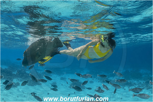 French Polynesia, Tuamotu Archipelago, Fakarava atoll, Pacific ocean, Cheilinus undulatus, Cheilinus, Labridae, Napoleon Wrasse, Humphead wrasse, Wrasse, Fish, Fish school, Snorkeling, Breath-hold diving, Apnea, Girl, Swimming suit