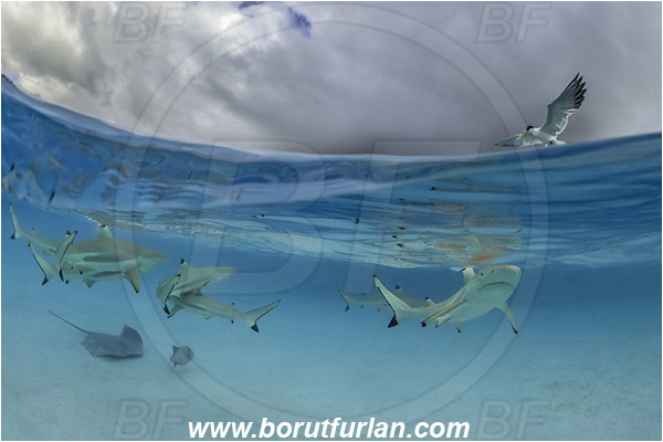 French Polynesia, Society Islands, Moorea, Pacific ocean, Carcharhinus melanopterus, Carcharhinus, Carcharhinidae, Elasmobranchii, Blacktip Reef Shark, Shark, Fish, Sand, Over-under, Split-shot, Sterna bergii, Sterna, Laridae, Greater crested tern, Tern, Bird