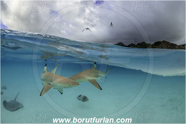 French Polynesia, Society Islands, Moorea, Pacific ocean, Carcharhinus melanopterus, Carcharhinus, Carcharhinidae, Elasmobranchii, Blacktip Reef Shark, Shark, Fish, Sand, Over-under, Split-shot