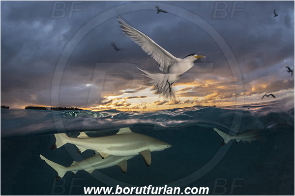 French Polynesia, Society Islands, Moorea, Pacific ocean, Carcharhinus melanopterus, Carcharhinus, Carcharhinidae, Elasmobranchii, Blacktip Reef Shark, Shark, Fish, Over-under, Split-shot, Sterna bergii, Sterna, Laridae, Greater crested tern, Tern, Bird