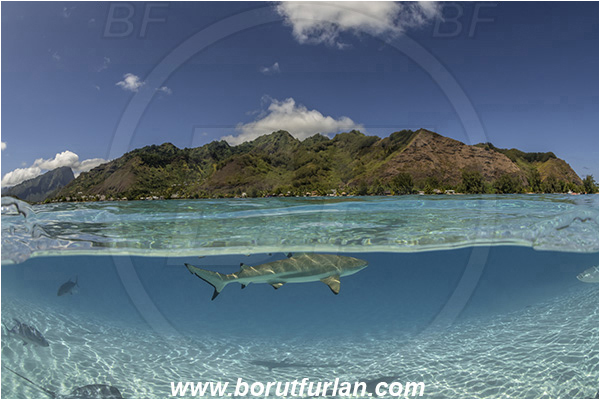 French Polynesia, Society Islands, Moorea, Pacific ocean, Carcharhinus melanopterus, Carcharhinus, Carcharhinidae, Elasmobranchii, Blacktip Reef Shark, Shark, Fish, Sand, Over-under, Split-shot