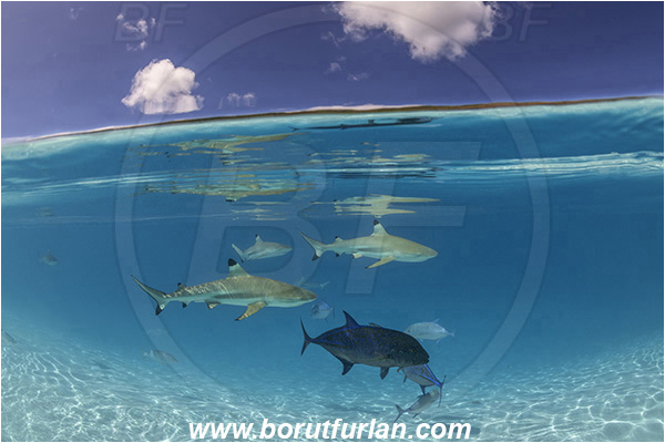 French Polynesia, Society Islands, Moorea, Pacific ocean, Carcharhinus melanopterus, Carcharhinus, Carcharhinidae, Elasmobranchii, Blacktip Reef Shark, Shark, Caranx melampygus, Caranx, Carangidae, Bluefin trevally, Trevally, Fish, Sand, Over-under, Split-shot, Reflection