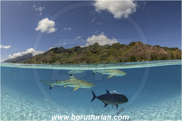 French Polynesia, Society Islands, Moorea, Pacific ocean, Carcharhinus melanopterus, Carcharhinus, Carcharhinidae, Elasmobranchii, Blacktip Reef Shark, Shark, Caranx melampygus, Caranx, Carangidae, Bluefin trevally, Trevally, Fish, Sand, Over-under, Split-shot