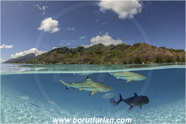 French Polynesia, Society Islands, Moorea, Pacific ocean, Carcharhinus melanopterus, Carcharhinus, Carcharhinidae, Elasmobranchii, Blacktip Reef Shark, Shark, Caranx melampygus, Caranx, Carangidae, Bluefin trevally, Trevally, Fish, Sand, Over-under, Split-shot