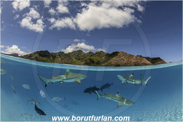 French Polynesia, Society Islands, Moorea, Pacific ocean, Carcharhinus melanopterus, Carcharhinus, Carcharhinidae, Elasmobranchii, Blacktip Reef Shark, Shark, Caranx melampygus, Caranx, Carangidae, Bluefin trevally, Trevally, Fish, Sand, Over-under, Split-shot