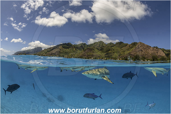 French Polynesia, Society Islands, Moorea, Pacific ocean, Carcharhinus melanopterus, Carcharhinus, Carcharhinidae, Elasmobranchii, Blacktip Reef Shark, Shark, Caranx melampygus, Caranx, Carangidae, Bluefin trevally, Trevally, Fish, Sand, Over-under, Split-shot