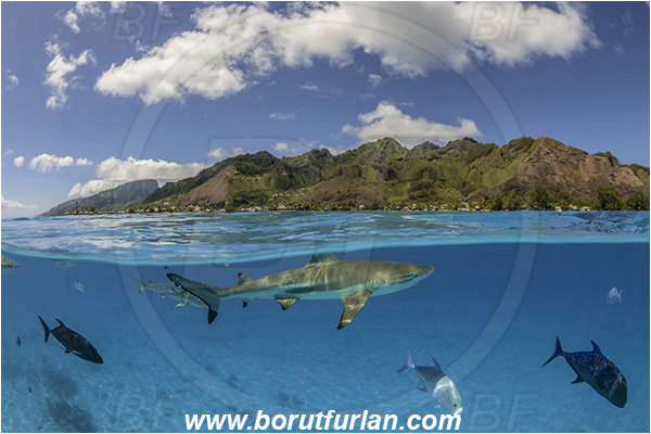 French Polynesia, Society Islands, Moorea, Pacific ocean, Carcharhinus melanopterus, Carcharhinus, Carcharhinidae, Elasmobranchii, Blacktip Reef Shark, Shark, Caranx melampygus, Caranx, Carangidae, Bluefin trevally, Trevally, Fish, Sand, Over-under, Split-shot