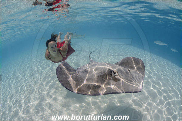 French Polynesia, Society Islands, Moorea, Pacific ocean, Pateobatis fai, Pateobatis, Dasyatidae, Elasmobranchii, Pink Whipray, Stingray, Fish, Sand, Breath-hold diving, Apnea, Girl, Red dress, Underwater fashion, Fashion