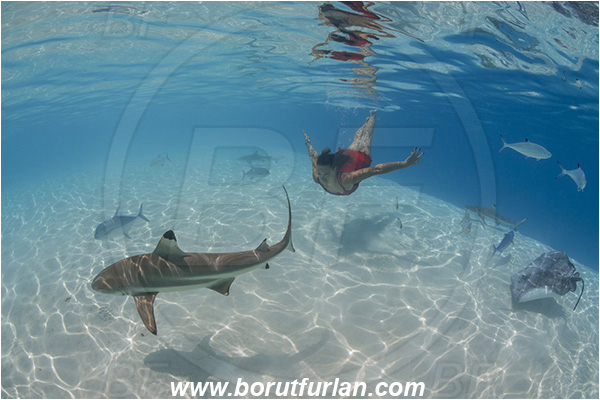 French Polynesia, Society Islands, Moorea, Pacific ocean, Carcharhinus melanopterus, Carcharhinus, Carcharhinidae, Elasmobranchii, Blacktip Reef Shark, Shark, Fish, Sand, Breath-hold diving, Apnea, Girl, Red dress, Underwater fashion, Fashion, Reflection