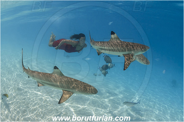 French Polynesia, Society Islands, Moorea, Pacific ocean, Carcharhinus melanopterus, Carcharhinus, Carcharhinidae, Elasmobranchii, Blacktip Reef Shark, Shark, Fish, Sand, Breath-hold diving, Apnea, Girl, Red dress, Underwater fashion, Fashion