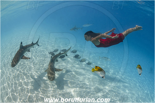 French Polynesia, Society Islands, Moorea, Pacific ocean, Carcharhinus melanopterus, Carcharhinus, Carcharhinidae, Elasmobranchii, Blacktip Reef Shark, Shark, Fish, Sand, Breath-hold diving, Apnea, Girl, Red dress, Underwater fashion, Fashion