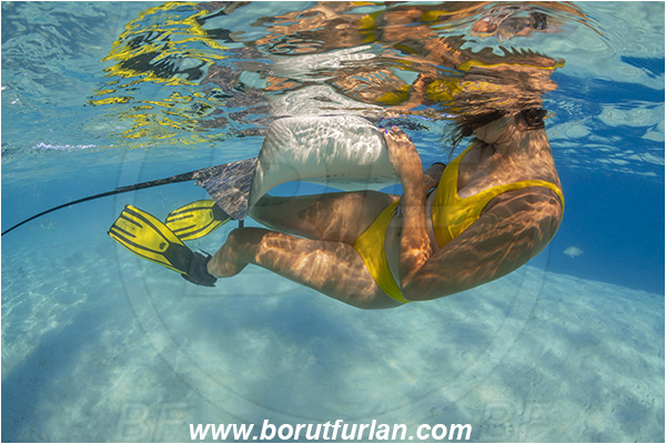 French Polynesia, Society Islands, Moorea, Pacific ocean, Pateobatis fai, Pateobatis, Dasyatidae, Elasmobranchii, Pink Whipray, Stingray, Fish, Sand, Snorkeling, Breath-hold diving, Apnea, Girl, Swimming suit