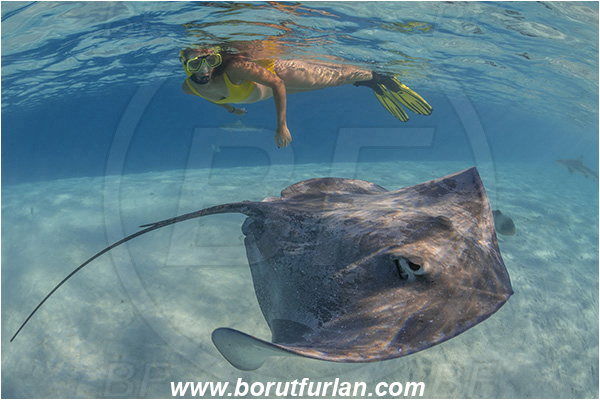 French Polynesia, Society Islands, Moorea, Pacific ocean, Pateobatis fai, Pateobatis, Dasyatidae, Elasmobranchii, Pink Whipray, Stingray, Fish, Sand, Snorkeling, Breath-hold diving, Apnea, Girl, Swimming suit