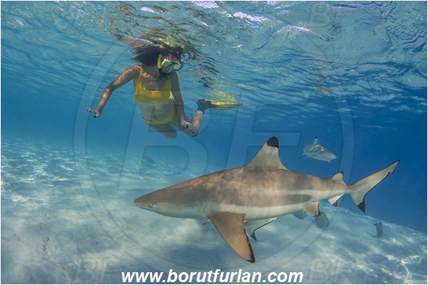 French Polynesia, Society Islands, Moorea, Pacific ocean, Carcharhinus melanopterus, Carcharhinus, Carcharhinidae, Elasmobranchii, Blacktip Reef Shark, Shark, Fish, Sand, Snorkeling, Breath-hold diving, Apnea, Girl, Swimming suit