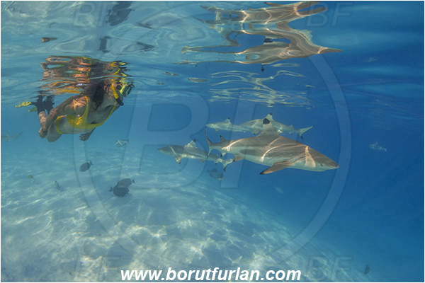 French Polynesia, Society Islands, Moorea, Pacific ocean, Carcharhinus melanopterus, Carcharhinus, Carcharhinidae, Elasmobranchii, Blacktip Reef Shark, Shark, Fish, Sand, Reflection, Snorkeling, Breath-hold diving, Apnea, Girl, Swimming suit